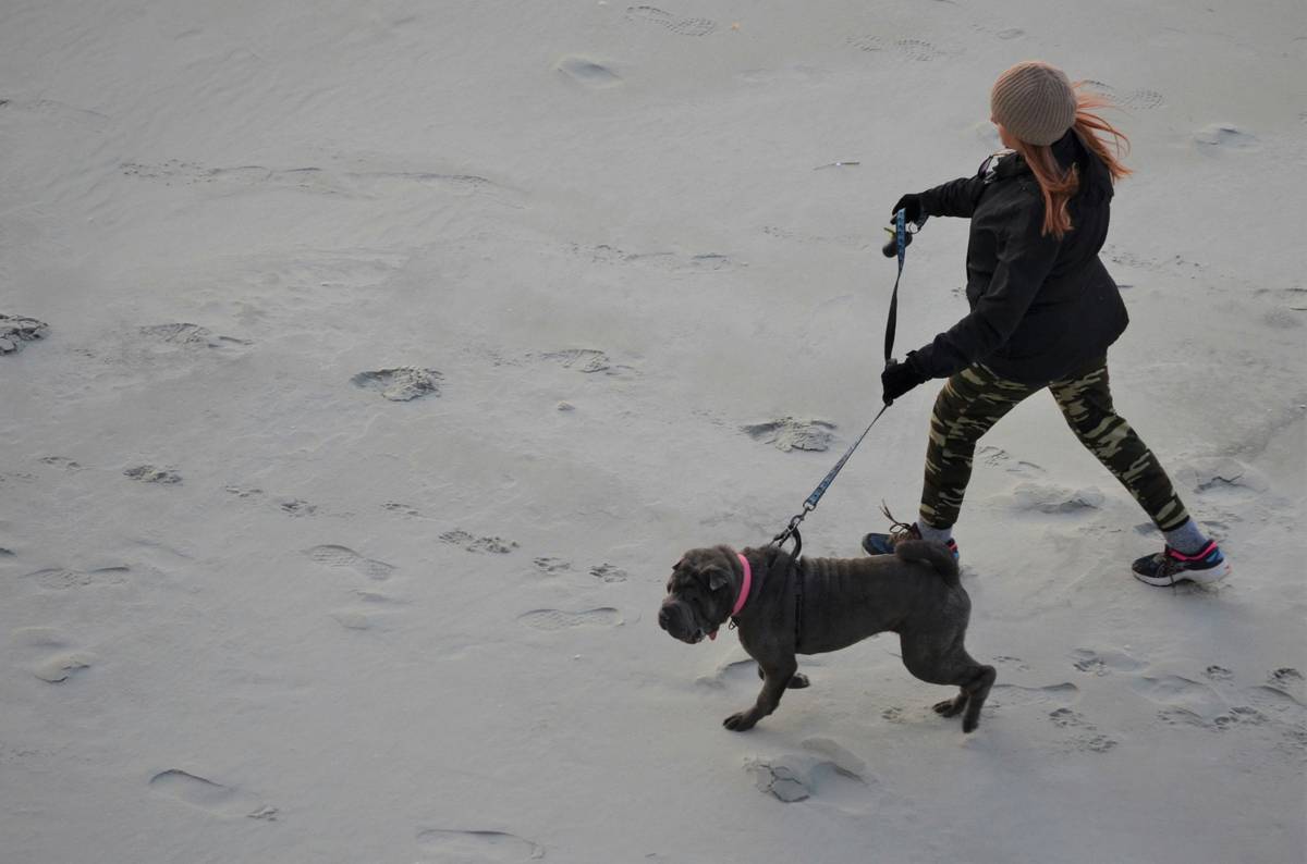 Support Animal Owner Guidelines: How to Train and Care for Your Service Animal