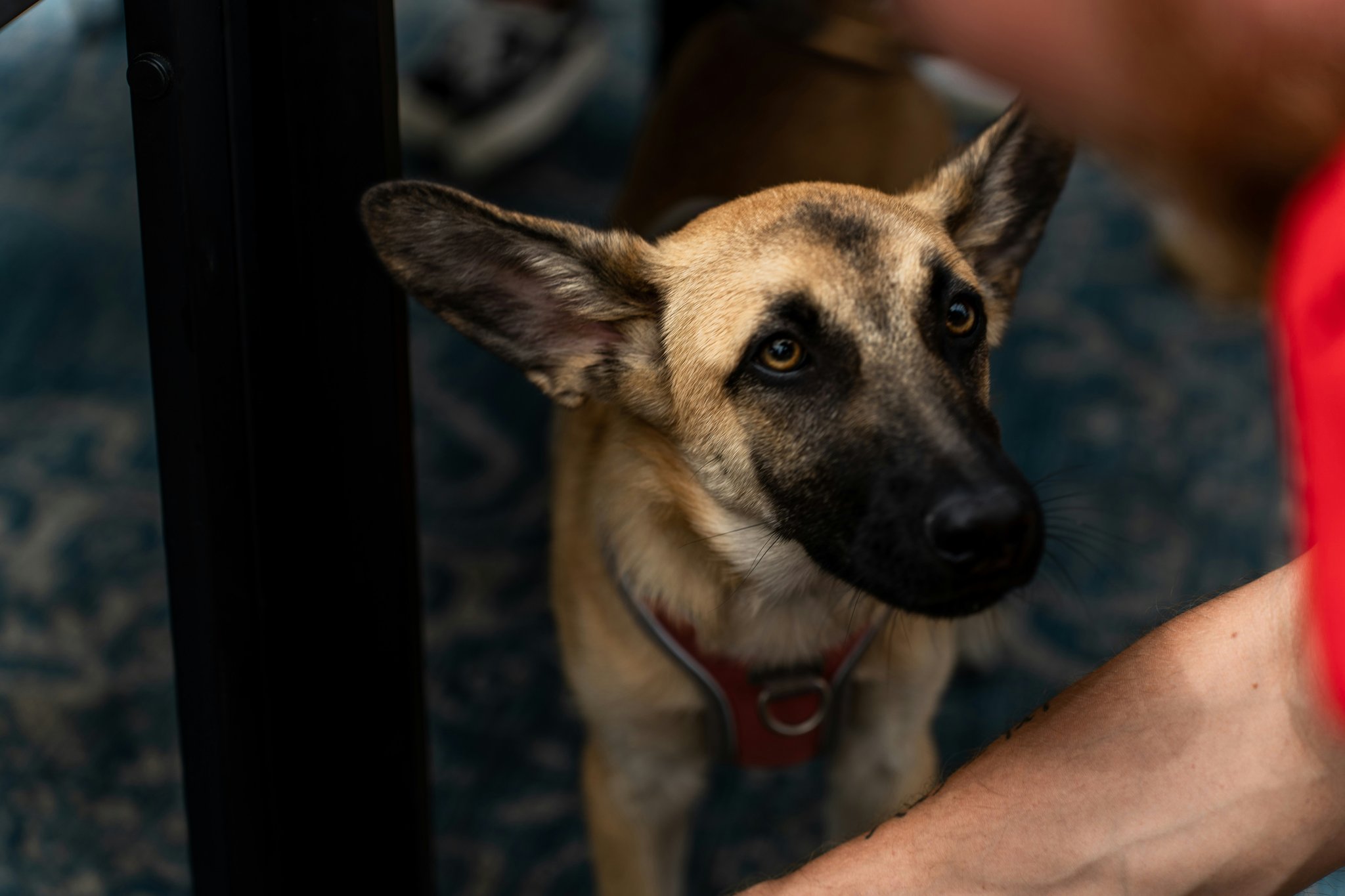 Support Animal Owner Training: The Ultimate Guide to Mastering Service Animal Skills