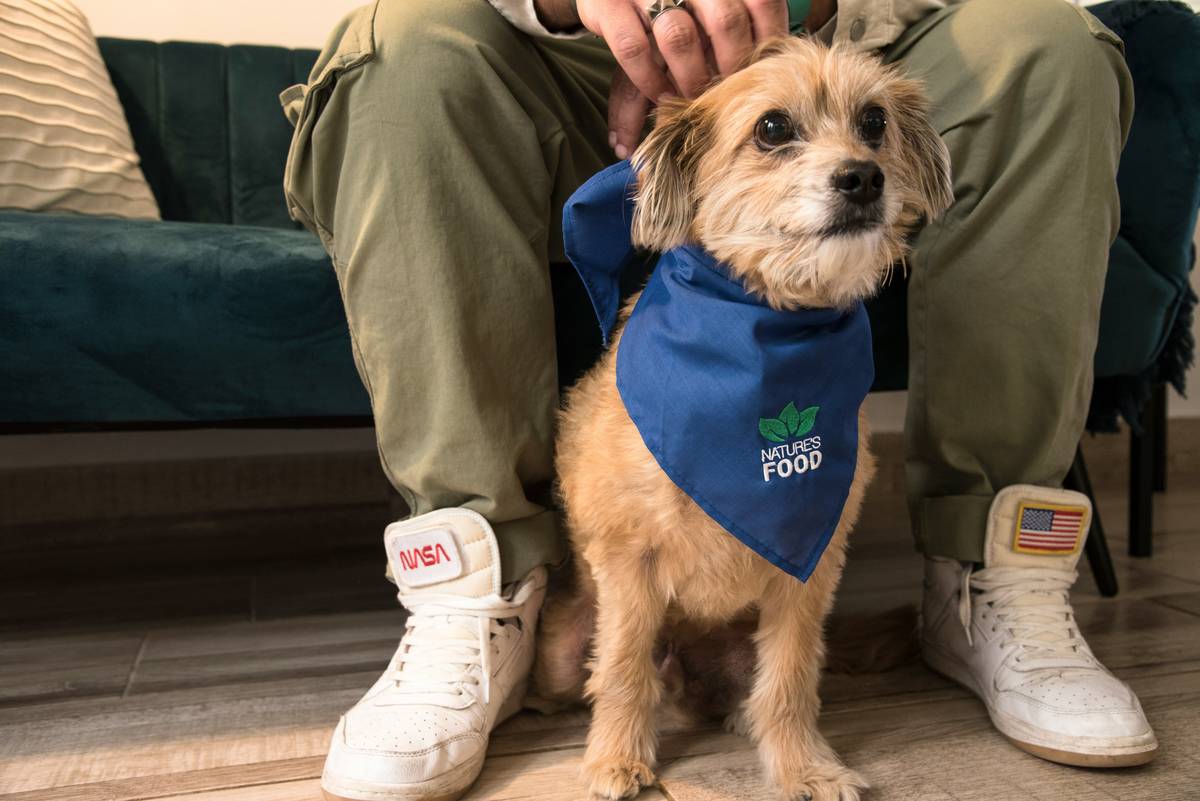 Tools used for training a service dog including leash, clicker, treat pouch
