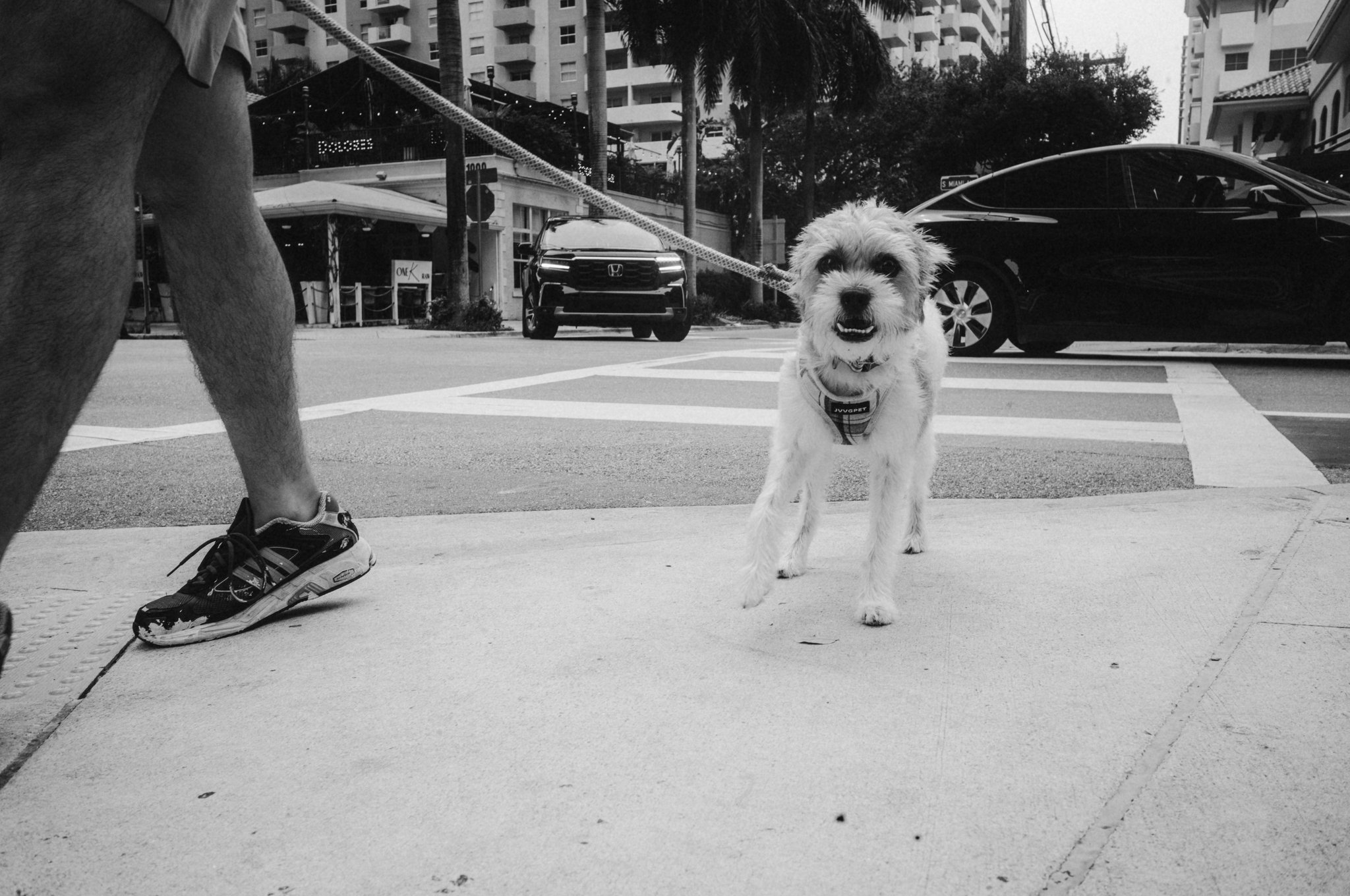Trainer demonstrating correct leash handling while instructing his service dog