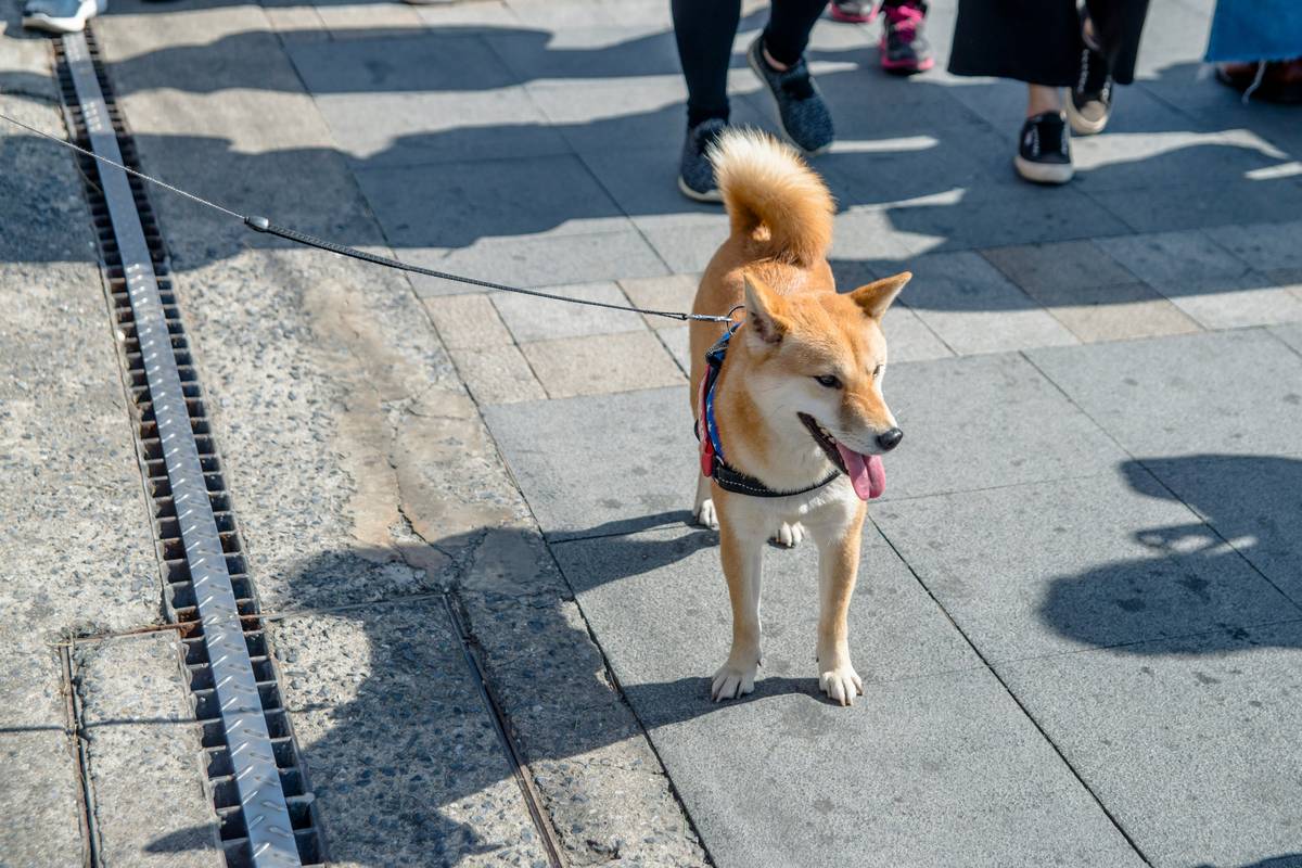 Unlocking Service Dog Public Space Access: The Ultimate Guide to Training and Advocacy