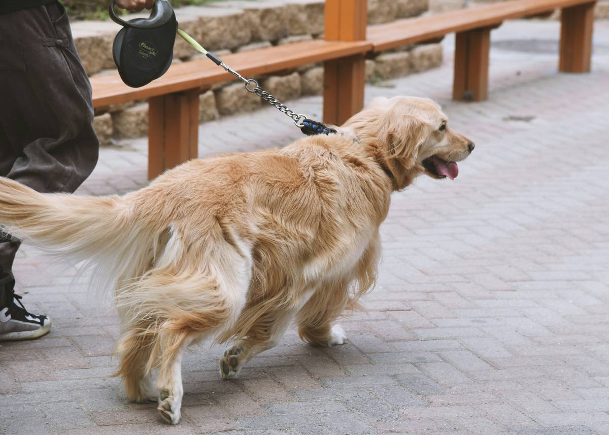 Your Guide to Public Access Service Dog Laws: Mastering Service Animal Training