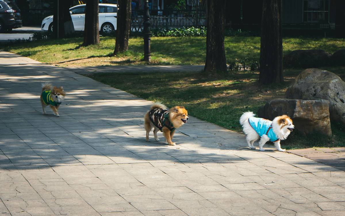 A dog looking distracted near park benches