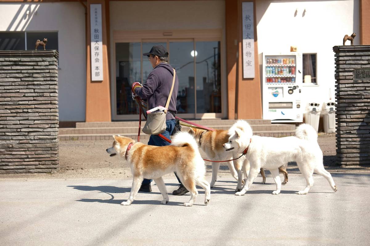 A golden retriever wearing a service vest practicing obedience commands