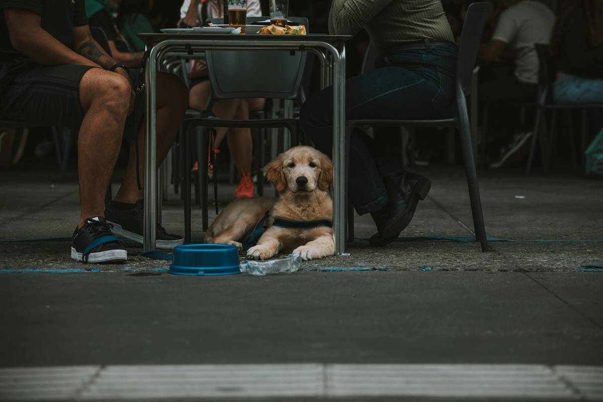 A golden retriever wearing a service vest sitting calmly on grass