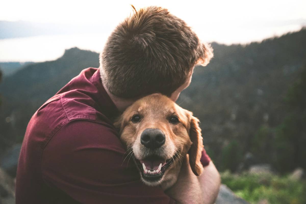 A trained Labrador service dog helping someone pick up a dropped item