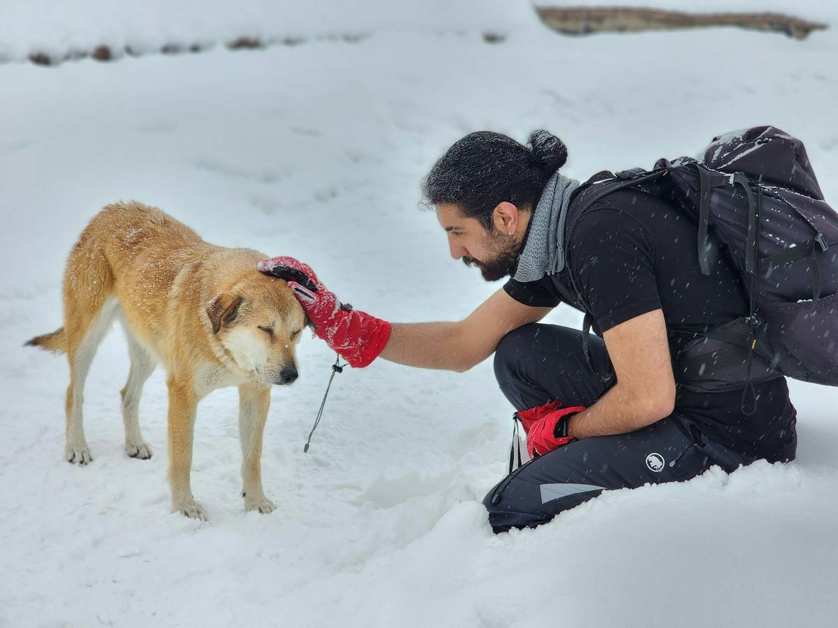 A trainer observing a Golden Retriever's agility in a field