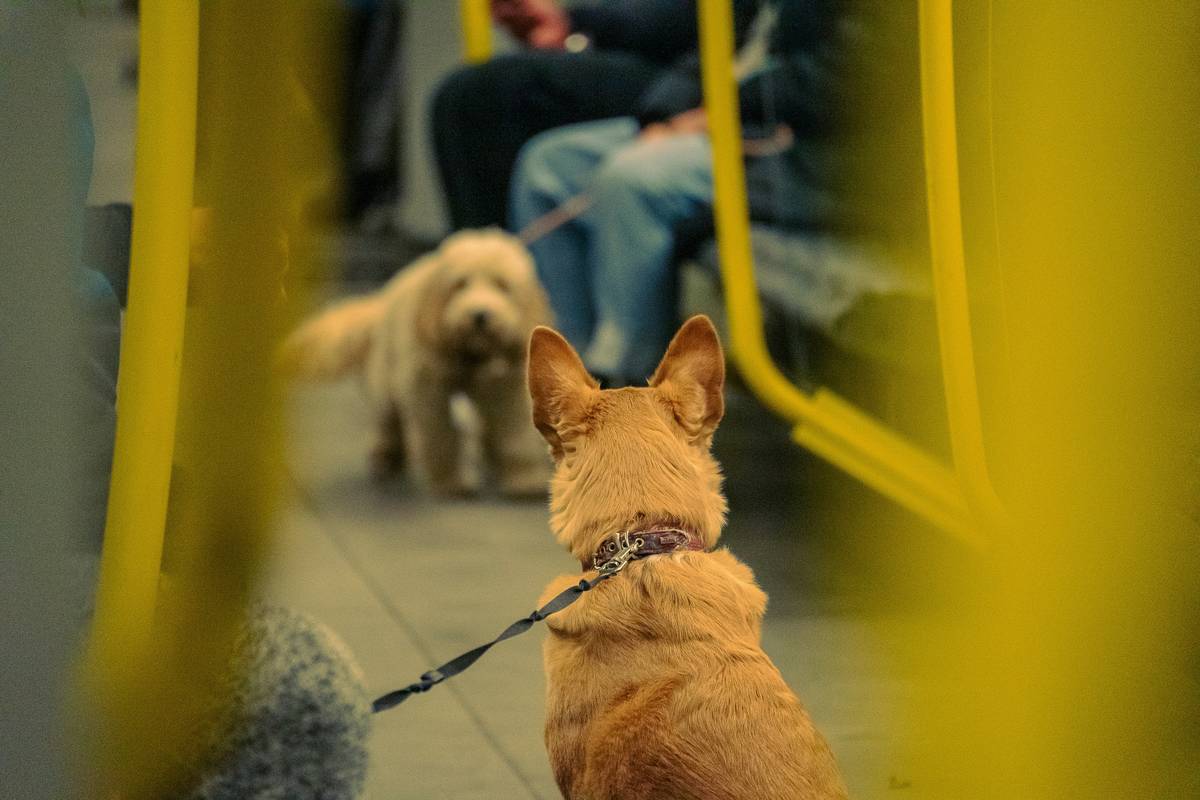 A woman happily boarding an airplane with her trained service dog