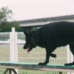 Advanced Task Mastery: Unlocking the Full Potential of Your Service Animal