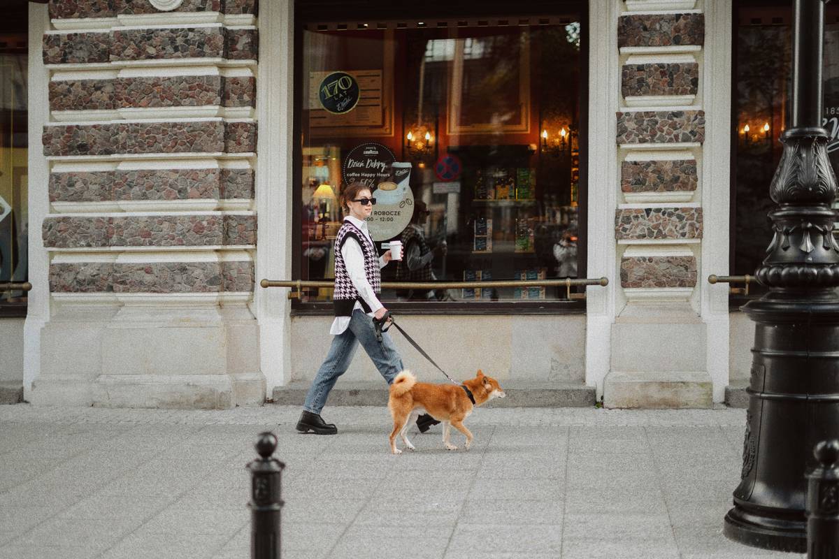 Golden retriever calmly walking beside cyclist