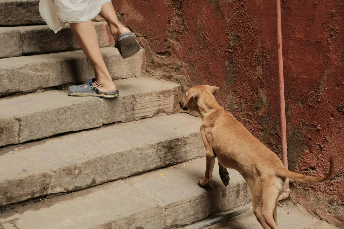 Golden retriever wearing a vest sits calmly beside its handler in a busy park.