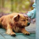 How to Master Service Animal Owner Support: Step-by-Step Training Tips