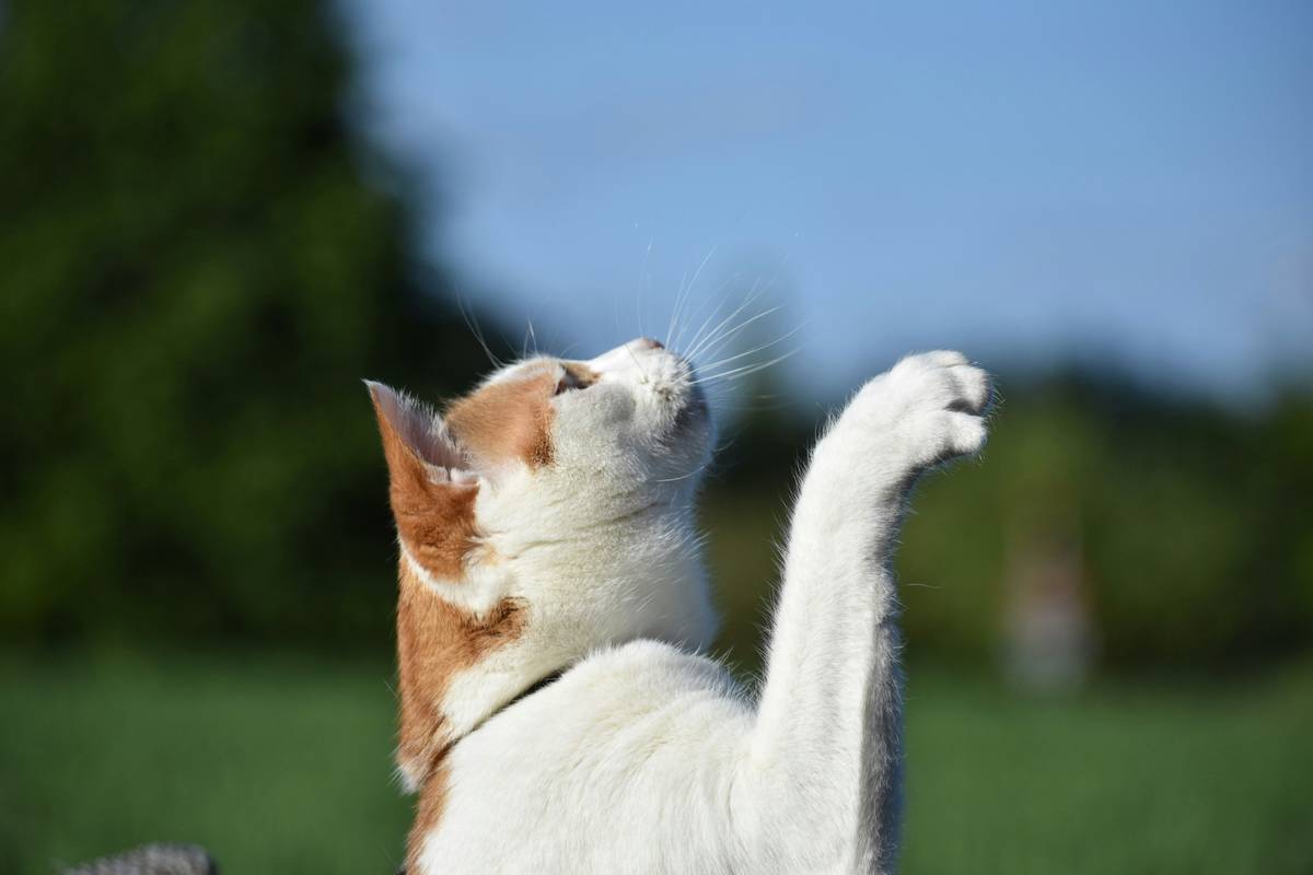 Illustration showing the importance of consistent task practice for service dogs