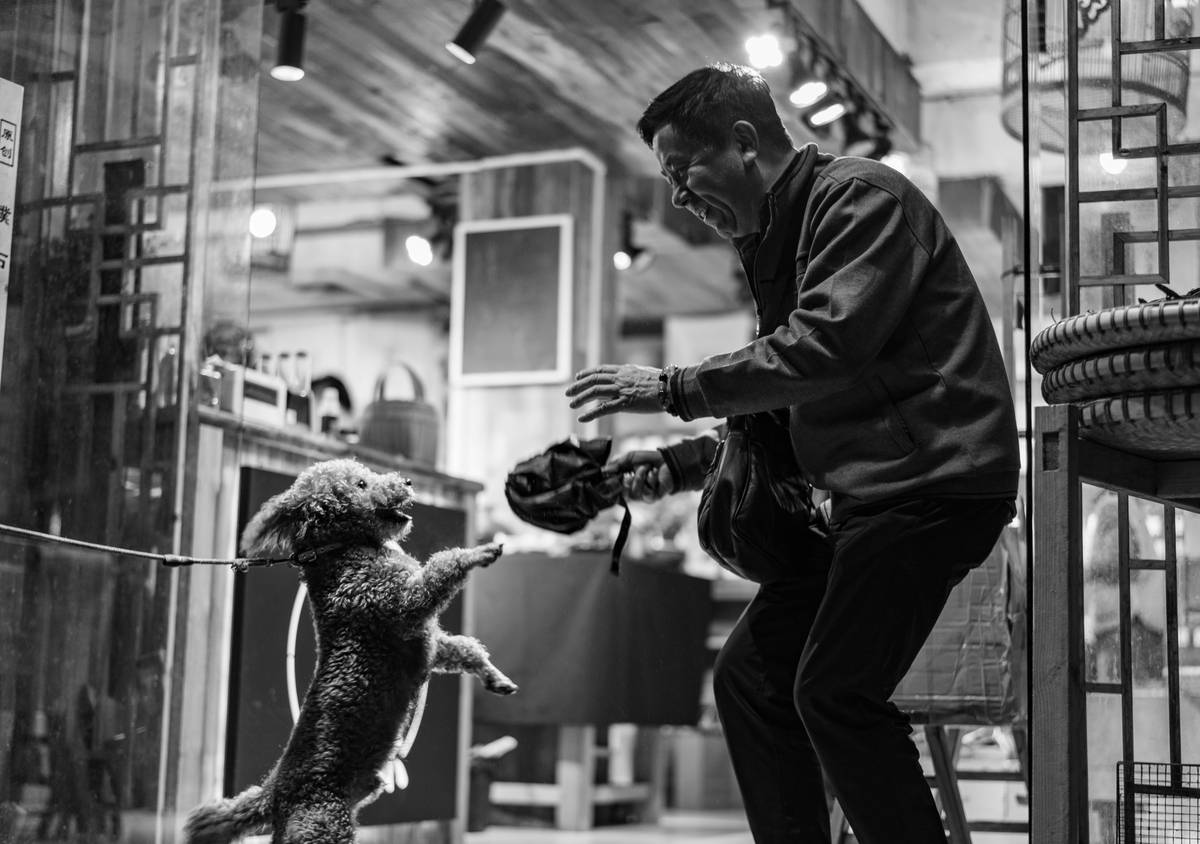 Infographic showing statistics on support animal incidents caused by non-compliance