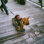 Mastering Public Space Conduct Training for Service Animals: A Complete Guide