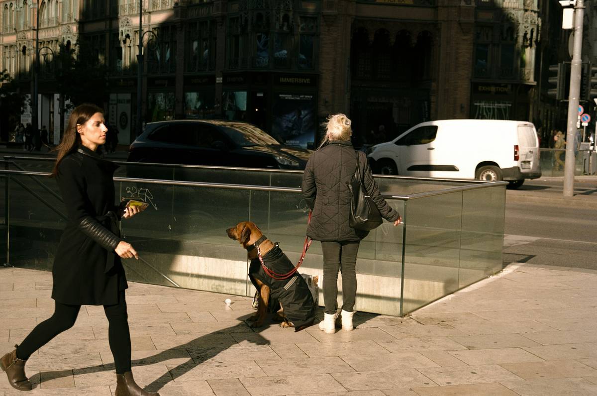 Mastering Service Animal Public Space Etiquette: Tips, Stories, and Solutions