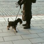 Mastering Task Consistency Practice in Service Animal Training