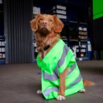 Pet Care Owner Support Animal: The Ultimate Guide to Service Animal Training