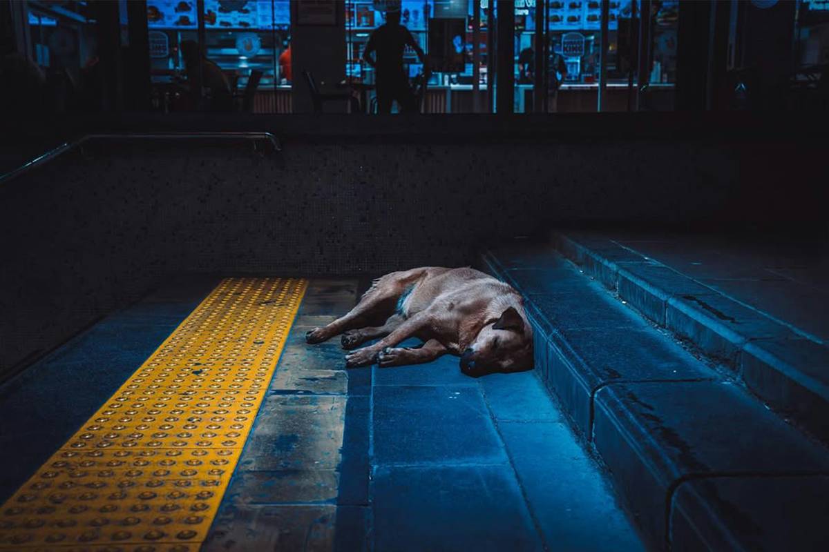 Service dog wearing a vest sitting beside luggage at an airport