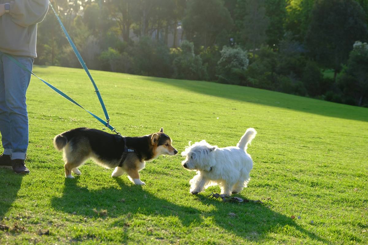 Trainer demonstrating 'sit' command to a young Labrador retriever