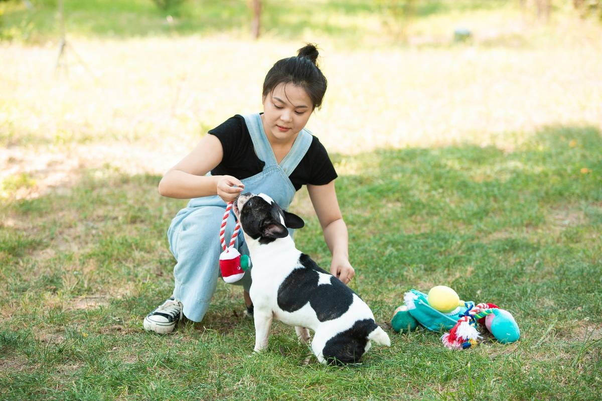 A service dog assisting its handler in daily activities