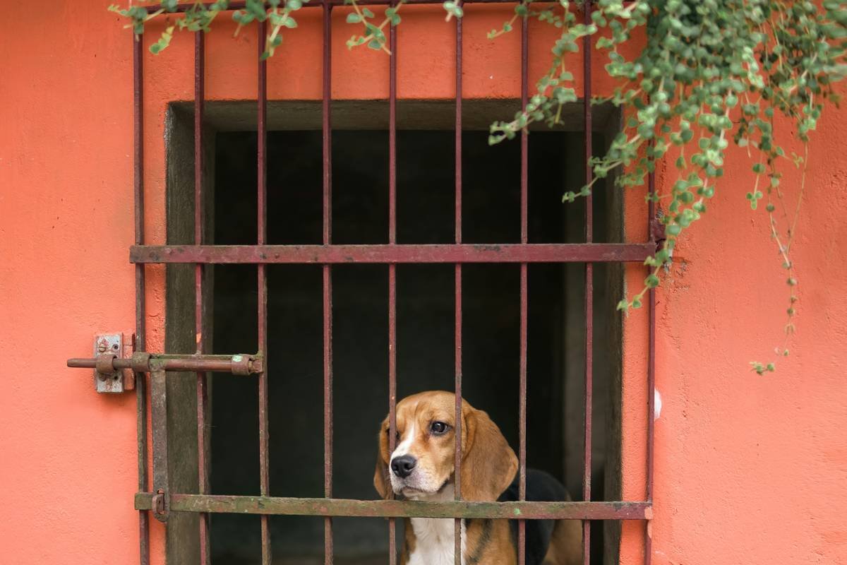 A well-trained golden retriever sits calmly in a train cabin next to its handler.