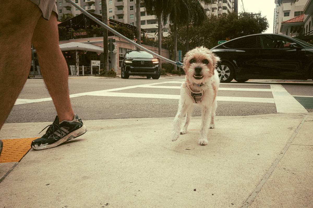A well-trained golden retriever sitting calmly in a grocery store aisle