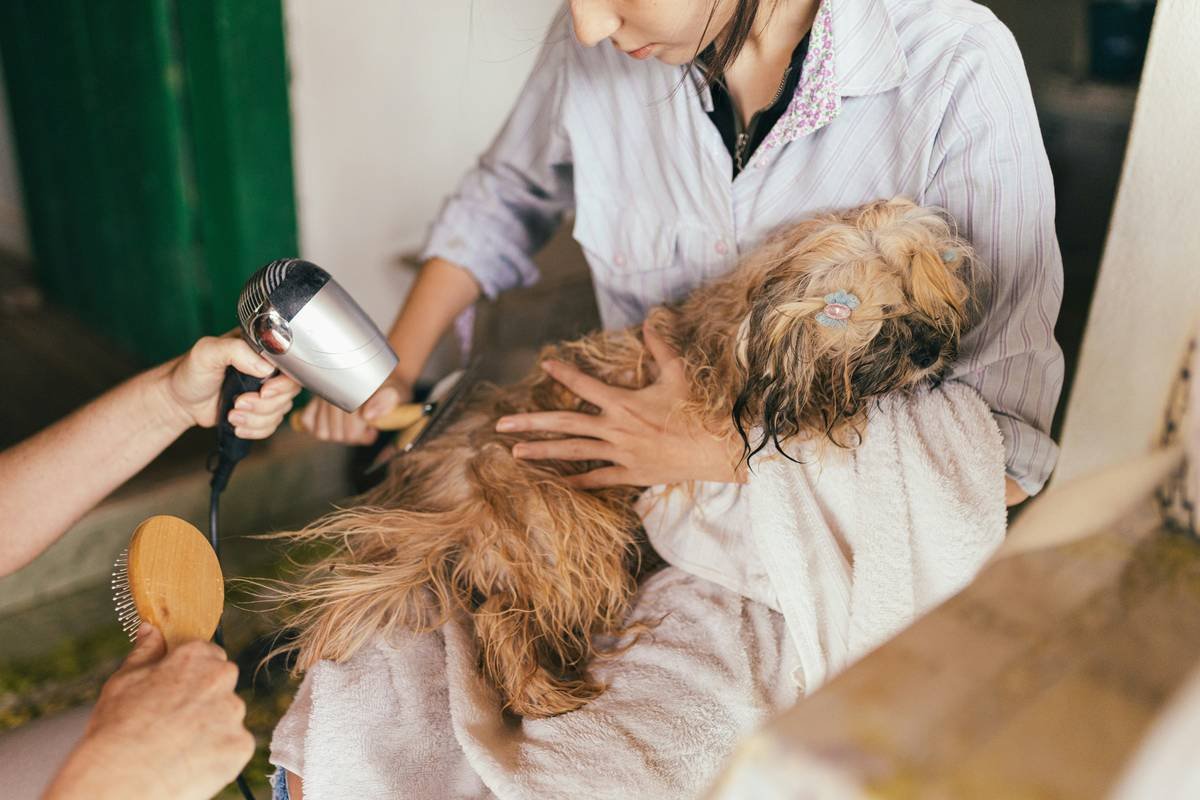 Grooming and Hygiene Standards for Service Animal Training: The Ultimate Guide