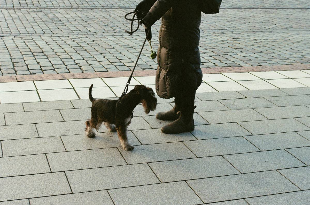 Happy owner posing with his well-trained service dog wearing a vest in front of a park bench