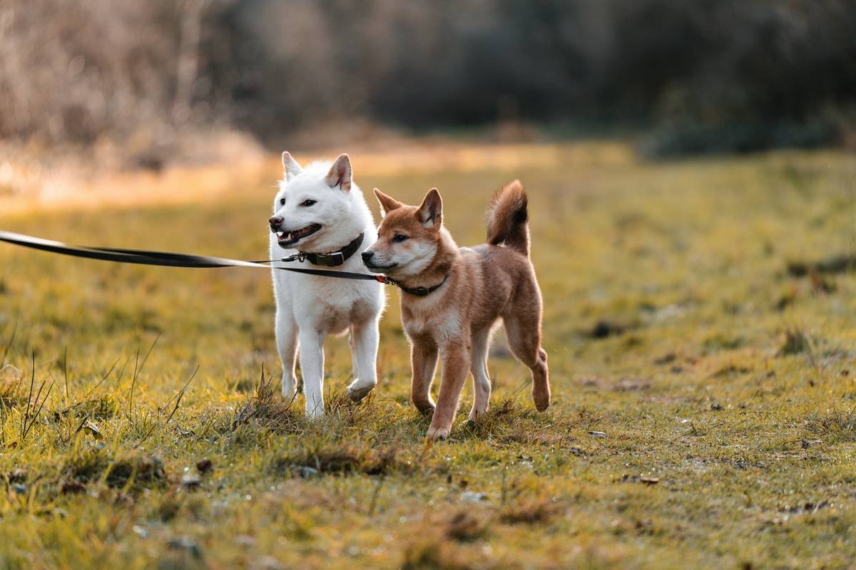 Mastering Owner Service Animal Support: A Guide to Training Your Lifeline