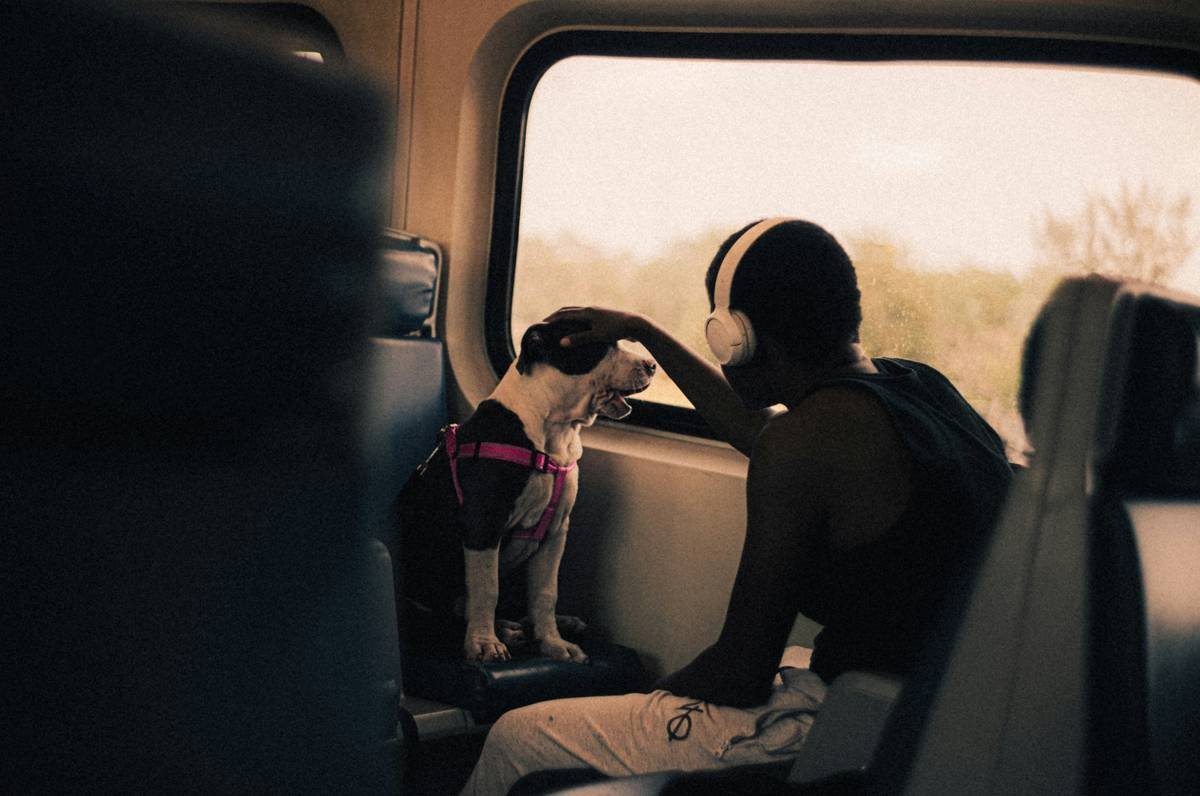 Transportation Access Rules: Everything You Need to Know About Service Animal Training