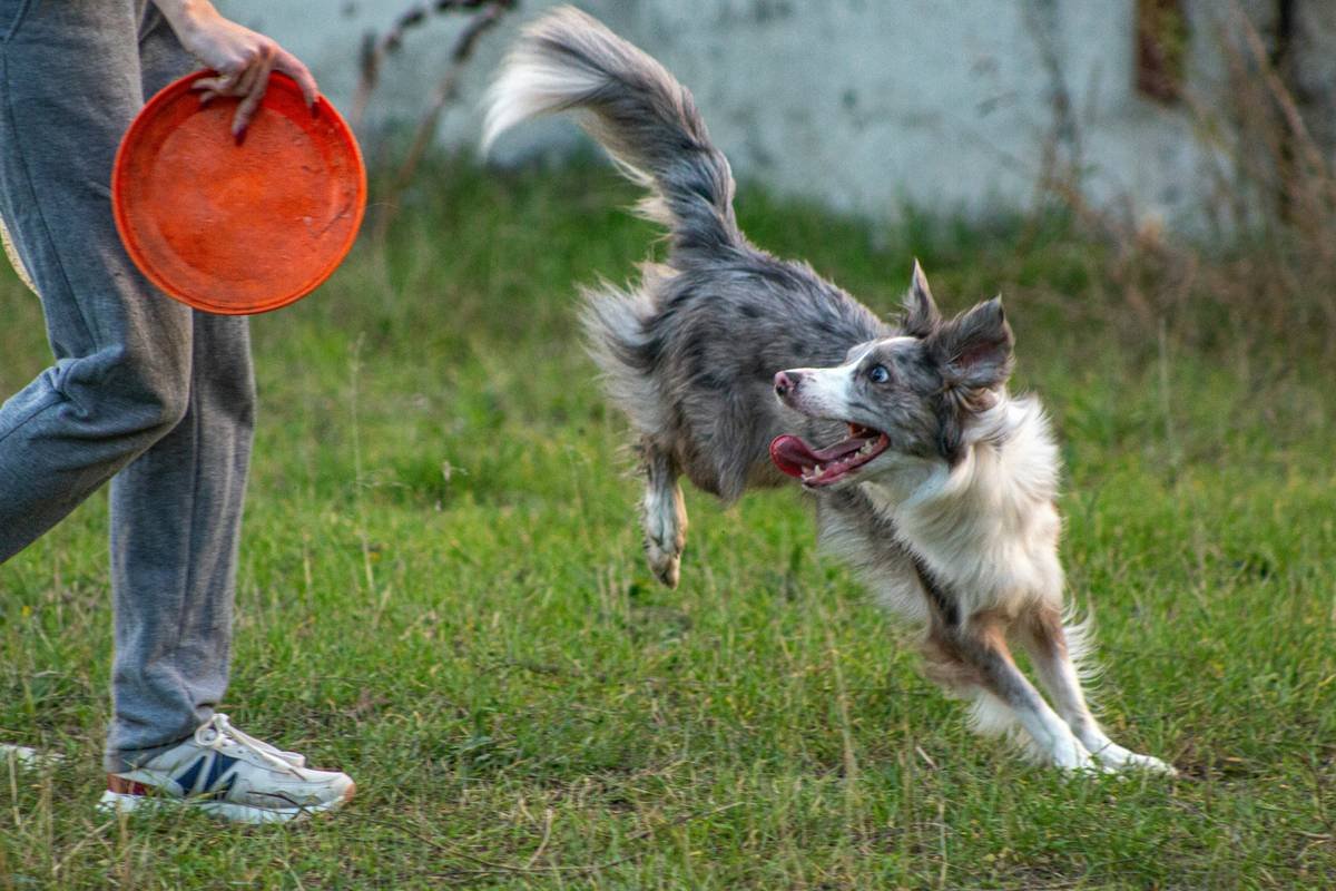Exercise Regimens for Service Animals: The Ultimate Guide