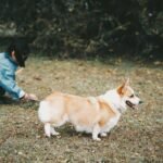 Mastering Guide Work Techniques for Service Animal Training