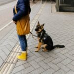 Mastering Service Animal Owner Duties: A Comprehensive Guide