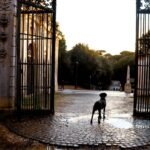 Navigating Support Animal Access Guidelines: A Comprehensive Guide